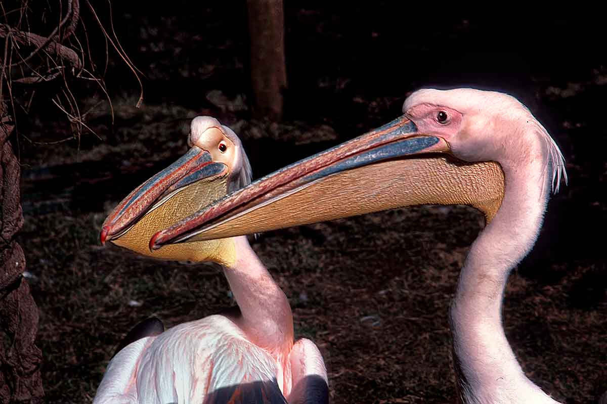Pelicans - Cairo, Egypt    —-scan-jun05-1200
