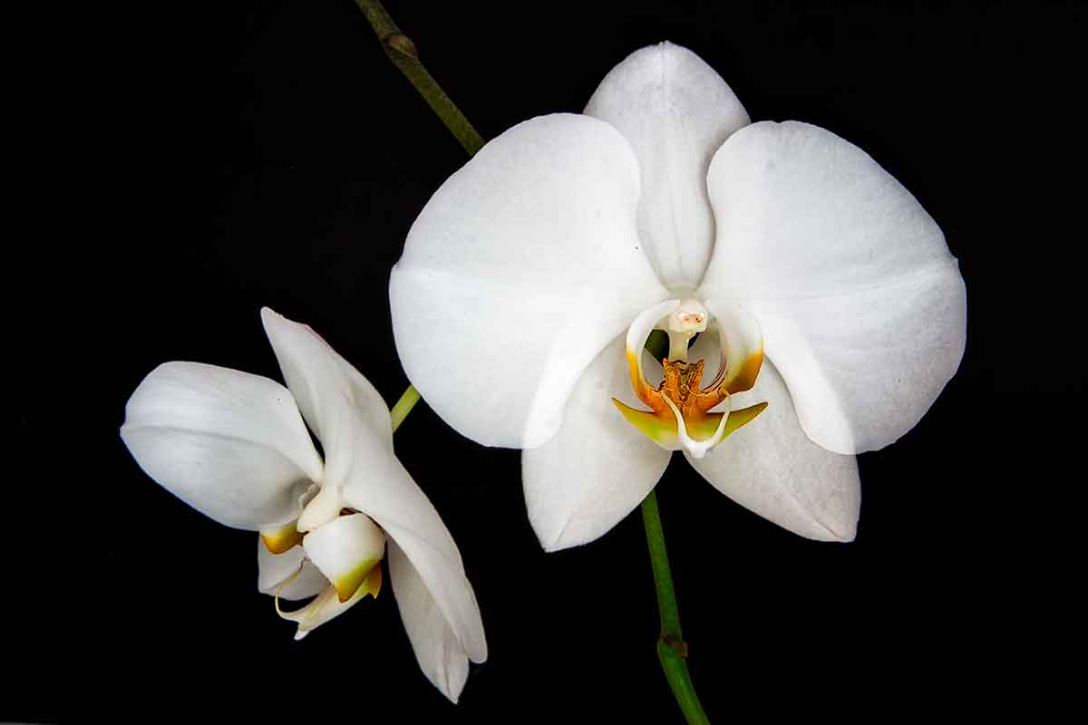 Orchid  CRW_0752-1200